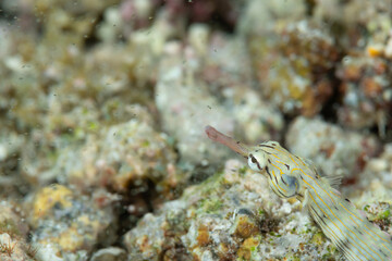 Pesce ago ocellato, Corythoichthys ocellatus, mentre si sta nutrendo di krill