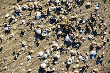 shells on the sand closeup