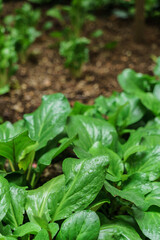 spinach on the organic garden