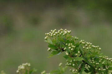 The buds of unopened hawthorn flowers.