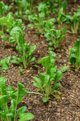 spinach on the organic garden
