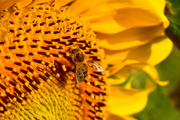 A basket of a blooming sunflower and a bee sitting on a flower.