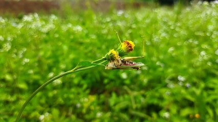 flower plants infested with grasshoppers in the plantation area