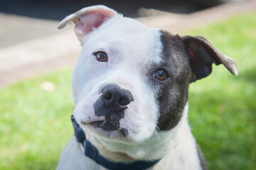 A portrait of a clean and healthy dog looking into the camera in an outdoor scene.