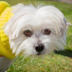 A clean and healthy dog looking to play with anyone who wants to join in.