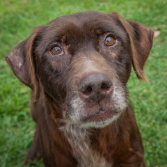 A clean and healthy dog looking into the camera in an outdoor scene.
