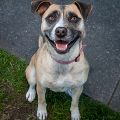 A clean and healthy dog looking into the camera in an outdoor scene.