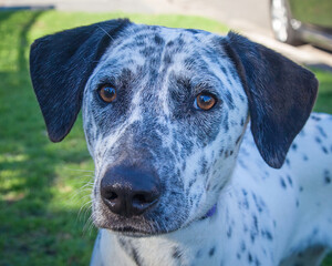 A clean and healthy dog looking into the camera in an outdoor scene.