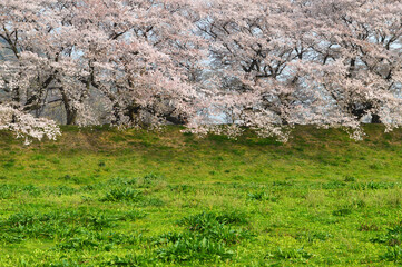 日本の桜_京都府八幡市背割堤の満開の桜並木06