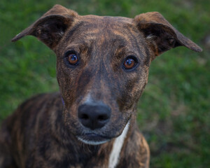 A clean and healthy dog looking to play with anyone who wants to join in.