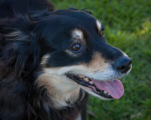 Fototapeta premium A clean and healthy dog looking to play with anyone who wants to join in.