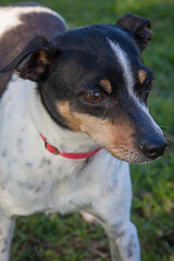 Obraz premium A clean and healthy dog looking to play with anyone who wants to join in.