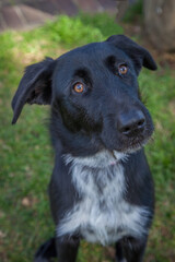 A clean and healthy dog looking to play with anyone who wants to join in. © John