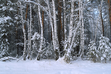 Pines and birches stand in white fur coats