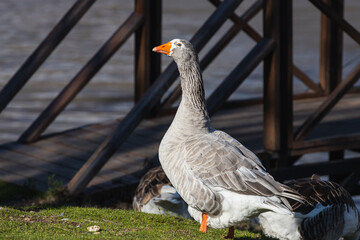 Close-up portrait of a  gray duck  wilking around a  river on a warm summer day © Виталий Сова