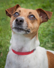 A clean and healthy dog looking to play with anyone who wants to join in.