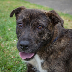 A clean and healthy dog looking to play with anyone who wants to join in.