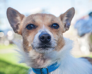 A clean and healthy dog looking to play with anyone who wants to join in.