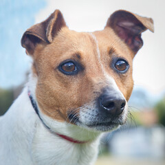 A clean and healthy dog looking to play with anyone who wants to join in.