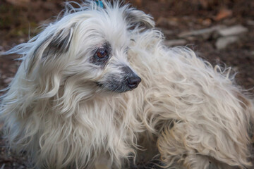 A clean and healthy dog looking to play with anyone who wants to join in.