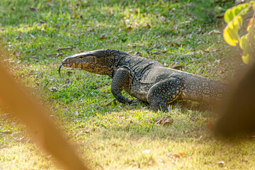 damn is resting on the lawn.
