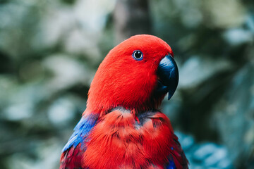 Red Bird