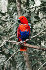 Red Bird 2
