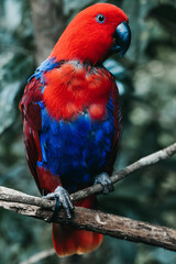 Red Bird 3
