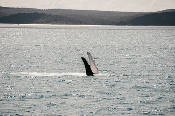 whale 1
