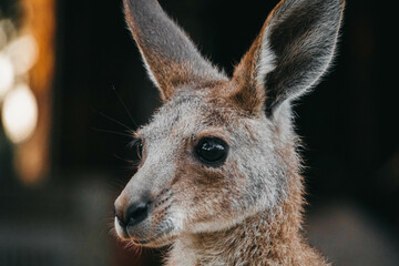 Roo Closeup
