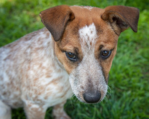 A clean and healthy dog looking to play with anyone who wants to join in.