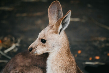 side roo