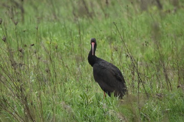 Black stork feeding on a wet meadow. The bird with long legs looks for small mammals and invertebrates.