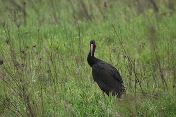 Black stork feeding on a wet meadow. The bird with long legs looks for small mammals and...