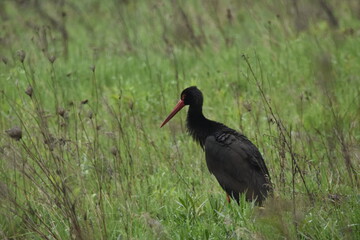 Black stork feeding on a wet meadow. The bird with long legs looks for small mammals and invertebrates.
