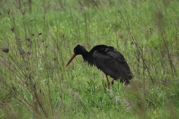 Black stork feeding on a wet meadow. The bird with long legs looks for small mammals and invertebrates.