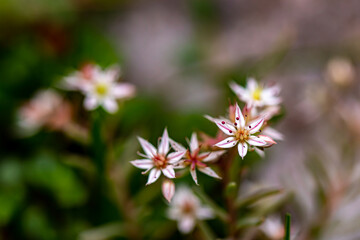 Saxifraga sedoides flower growing in forest