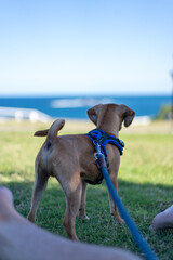Pug Pugalier puppy at a park as the sunsets

