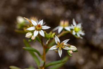 Saxifraga sedoides flower in forest, close up shoot