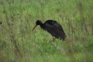 Black stork feeding on a wet meadow. The bird with long legs looks for small mammals and invertebrates. © TRINGA