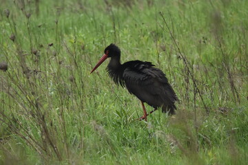 Black stork feeding on a wet meadow. The bird with long legs looks for small mammals and invertebrates.