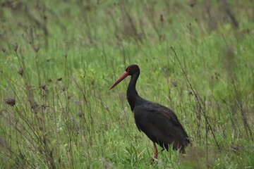 Black stork feeding on a wet meadow. The bird with long legs looks for small mammals and invertebrates.