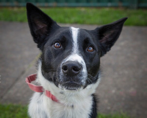 A clean and healthy dog looking to play with anyone who wants to join in.