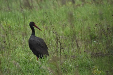 Black stork feeding on a wet meadow. The bird with long legs looks for small mammals and invertebrates.