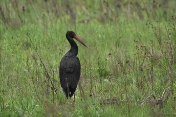 Black stork feeding on a wet meadow. The bird with long legs looks for small mammals and invertebrates. © TRINGA