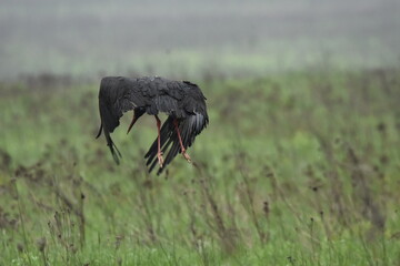Black stork feeding on a wet meadow. The bird with long legs looks for small mammals and invertebrates. © TRINGA
