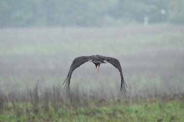 Black stork feeding on a wet meadow. The bird with long legs looks for small mammals and invertebrates. © TRINGA