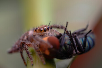 little jumping spider eating flies
spider eating moment