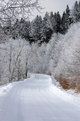 Obraz premium a forest road through the trees in winter