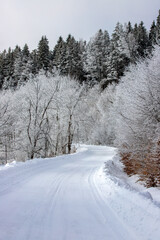 a beautiful landscape on the road through the forest in winter